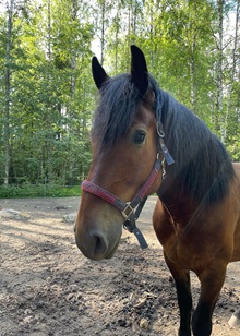 Timo